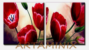 Tulipani Bicolore